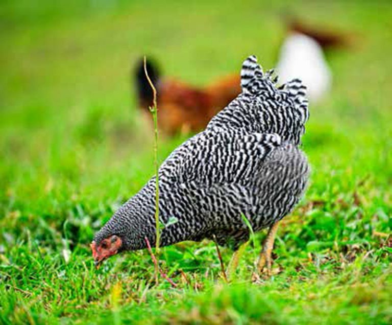 No Chickens Allowed! - Backyard Poultry